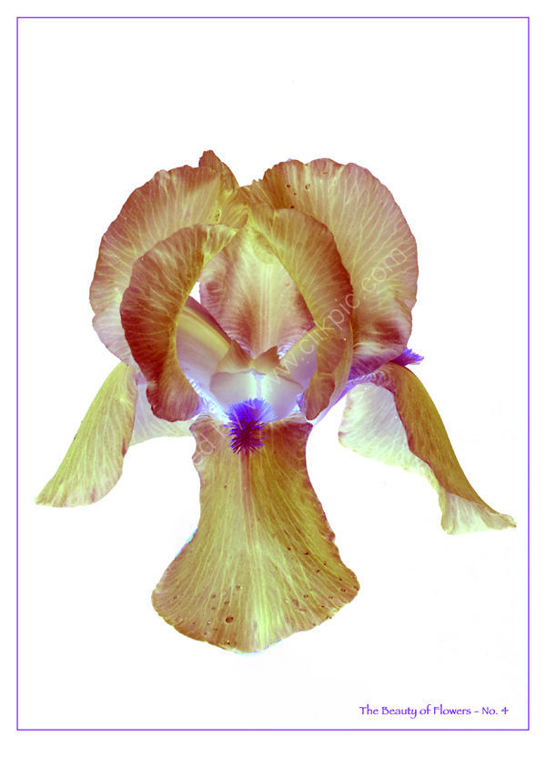 The Beauty of Flowers, No.4. Limited Edition Print.